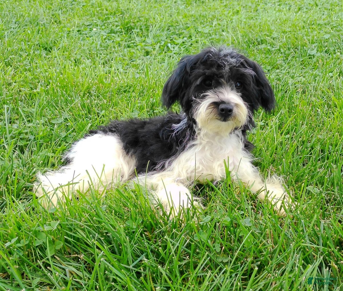 Yorkiepoo dogs Evelyn - Ad 2