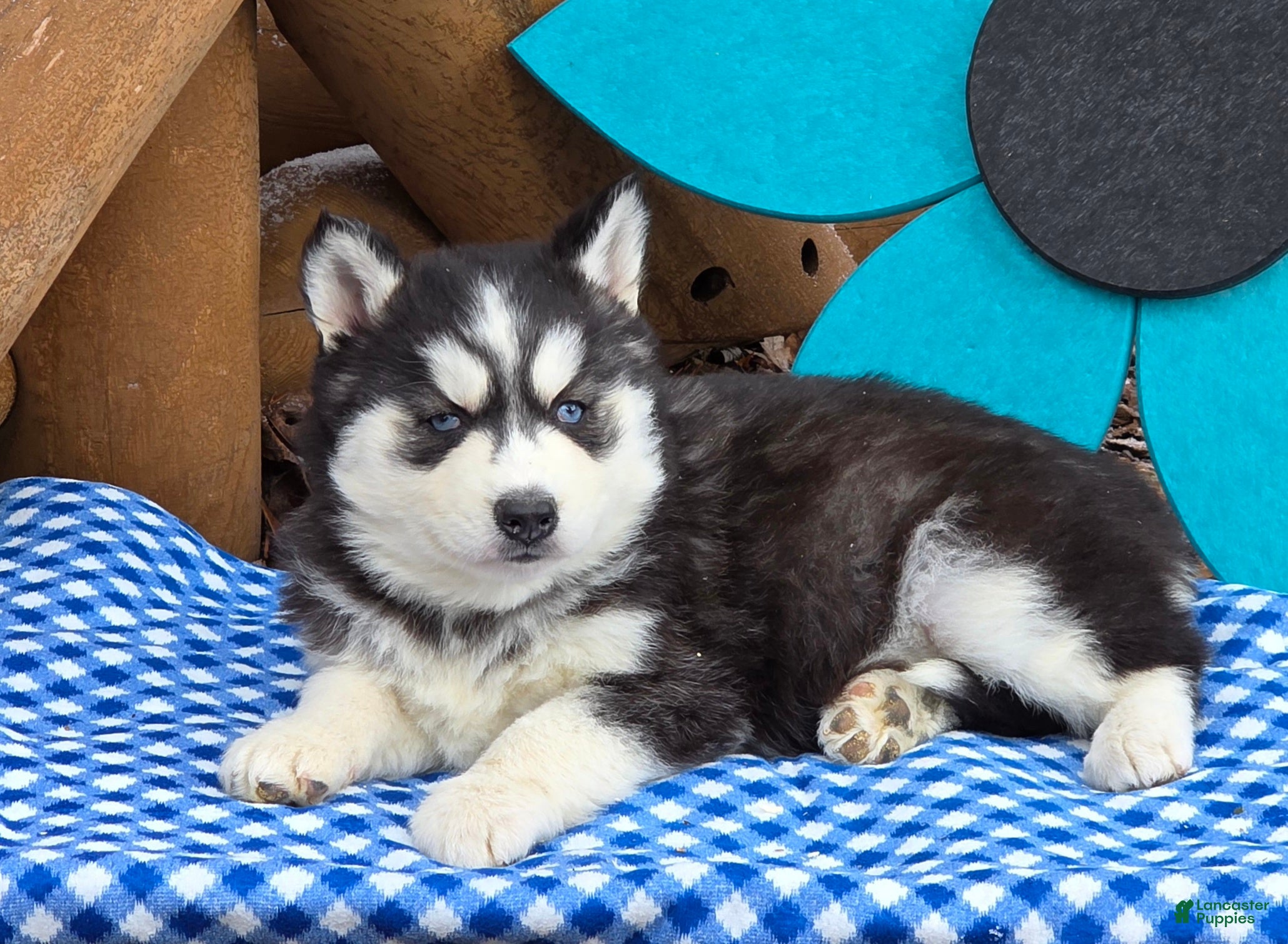 Siberian Husky dogs Trina - Ad 2