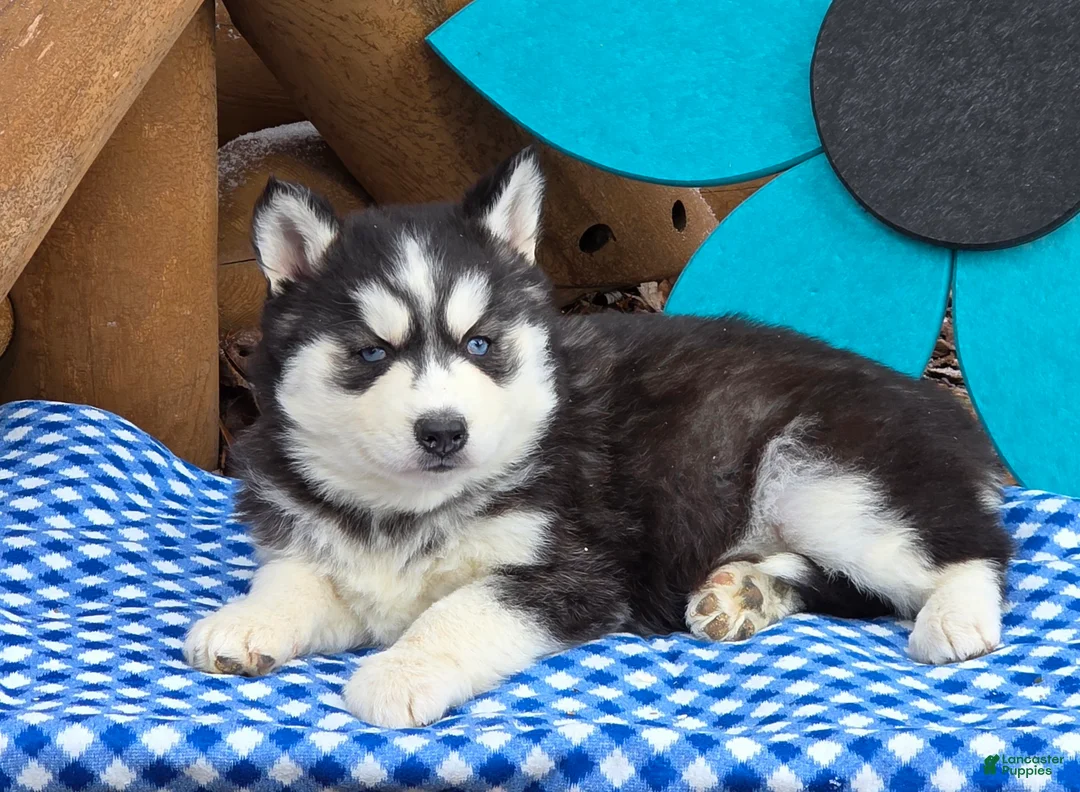 Siberian Husky dogs for sale: Trina - Ad 2