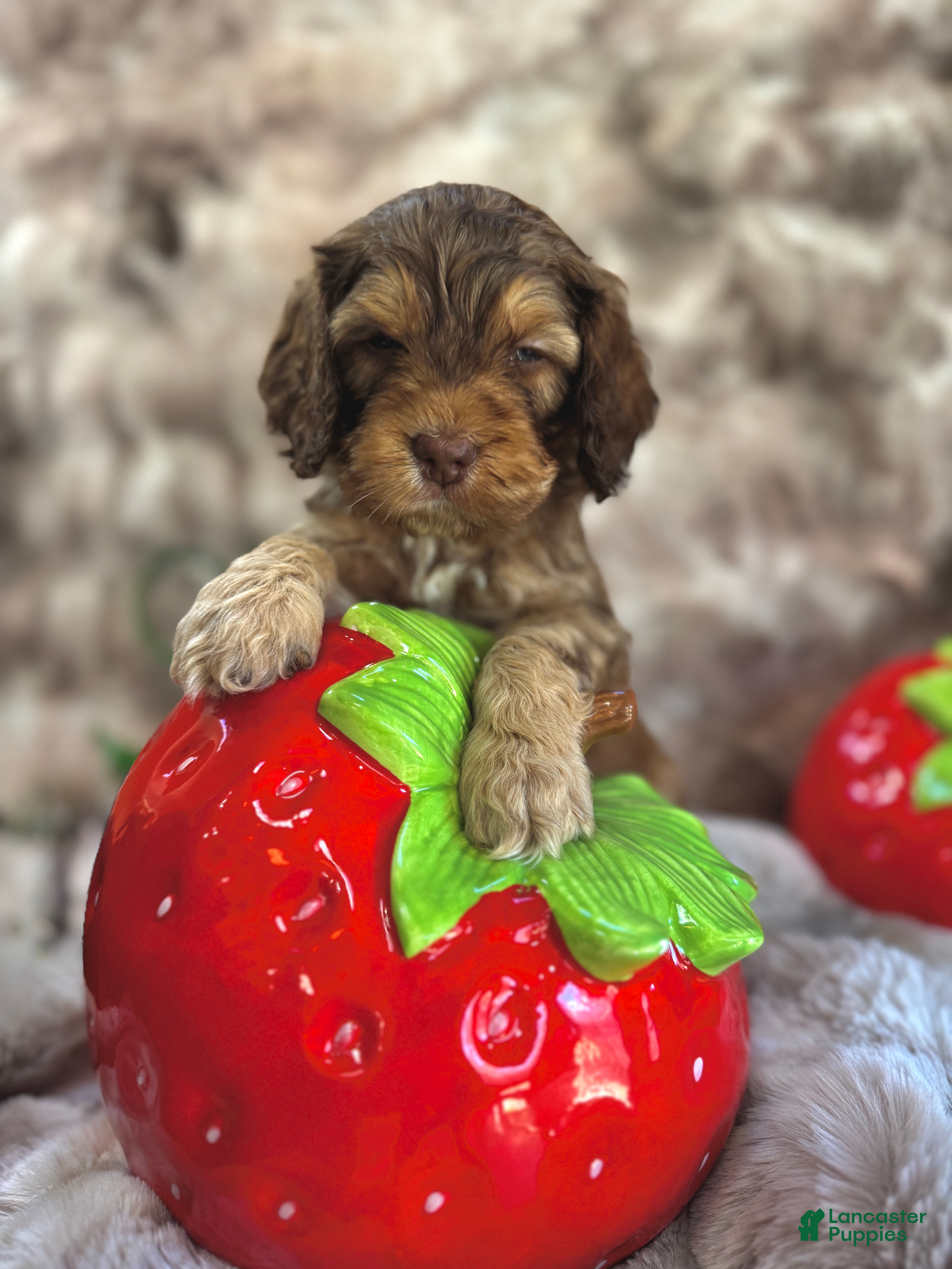 Cockapoo dogs Cockapoo Puppy 3 - Ad 2