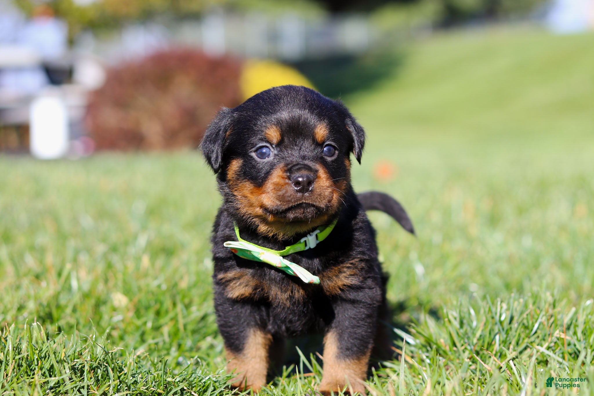 Rottweiler dogs Maverick - Ad 3