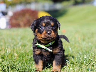 Rottweiler dogs Maverick - Ad 26