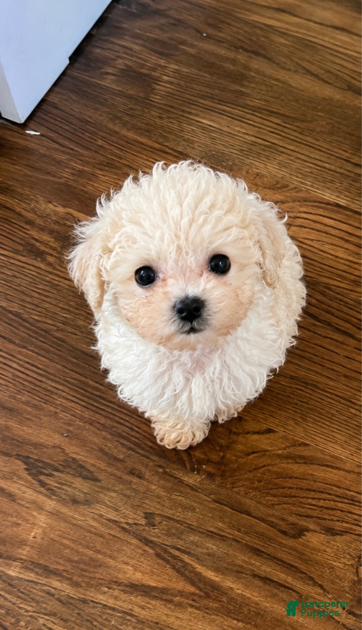 Shihpoo dogs Tator - Ad 11