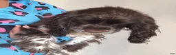 English Cocker Spaniel dogs for sale: English Cocker Spaniel Puppy - Coco 🐾 - Ad 8