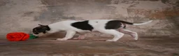 Chihuahua dogs for sale: Earl - Ad 6