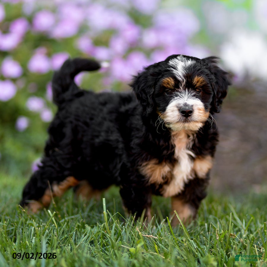Mini Bernedoodle dogs Gabby - Ad 2