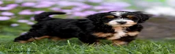Mini Bernedoodle dogs for sale: Gabby - Ad 2