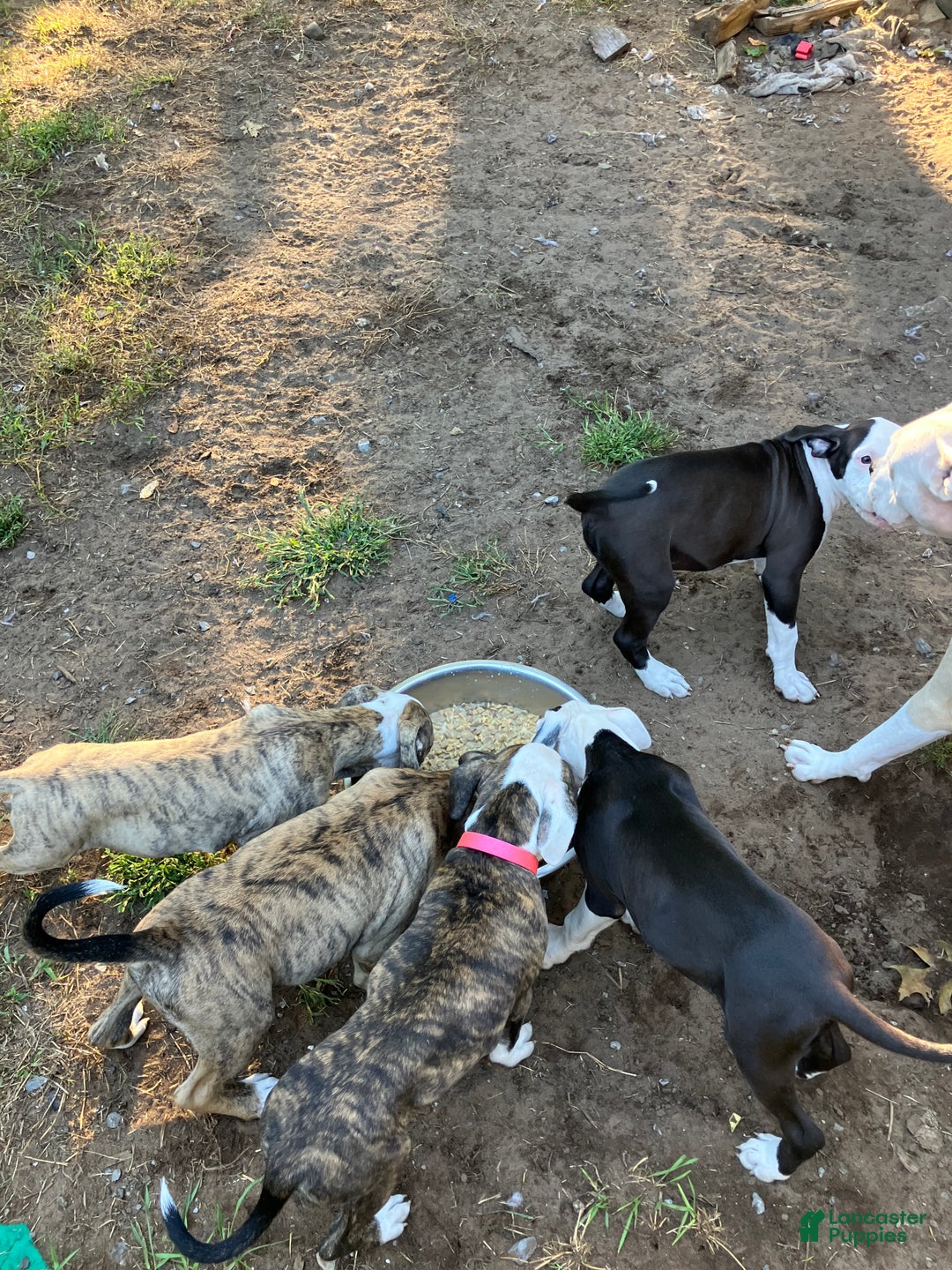 Mixed Breed dogs for sale: Pooh - Ad 10