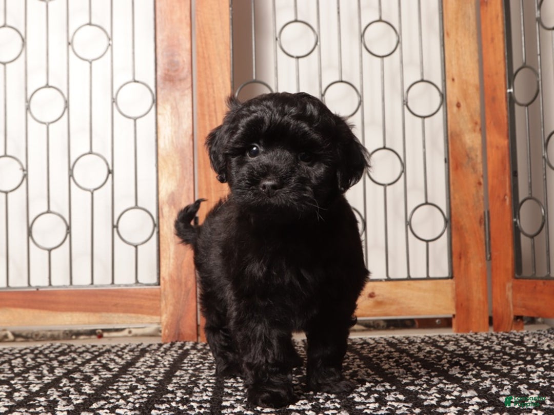 Shihpoo dogs for sale: Pongo Male Shih Poo - Ad 3