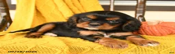 Cavalier King Charles Spaniel dogs for sale: Potato  - Ad 4