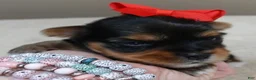 Yorkshire Terrier dogs for sale: Peyton - Ad 4
