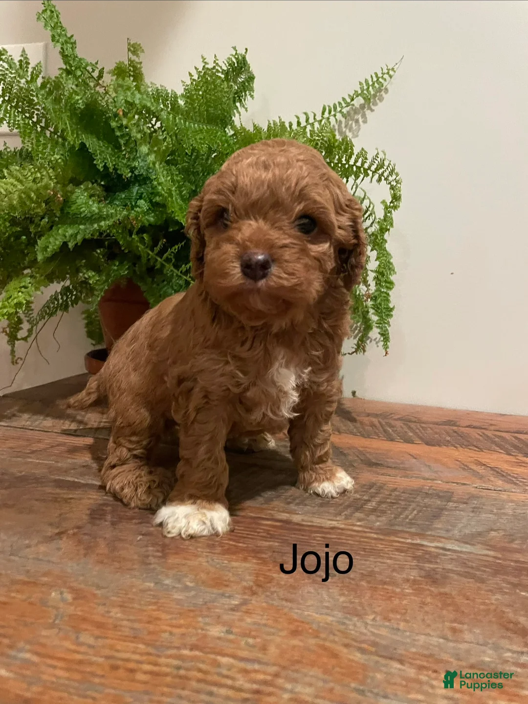 Cockapoo dogs for sale: JoJo - Ad 1
