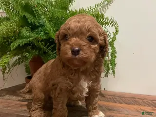Cockapoo dogs for sale: JoJo - Ad 3