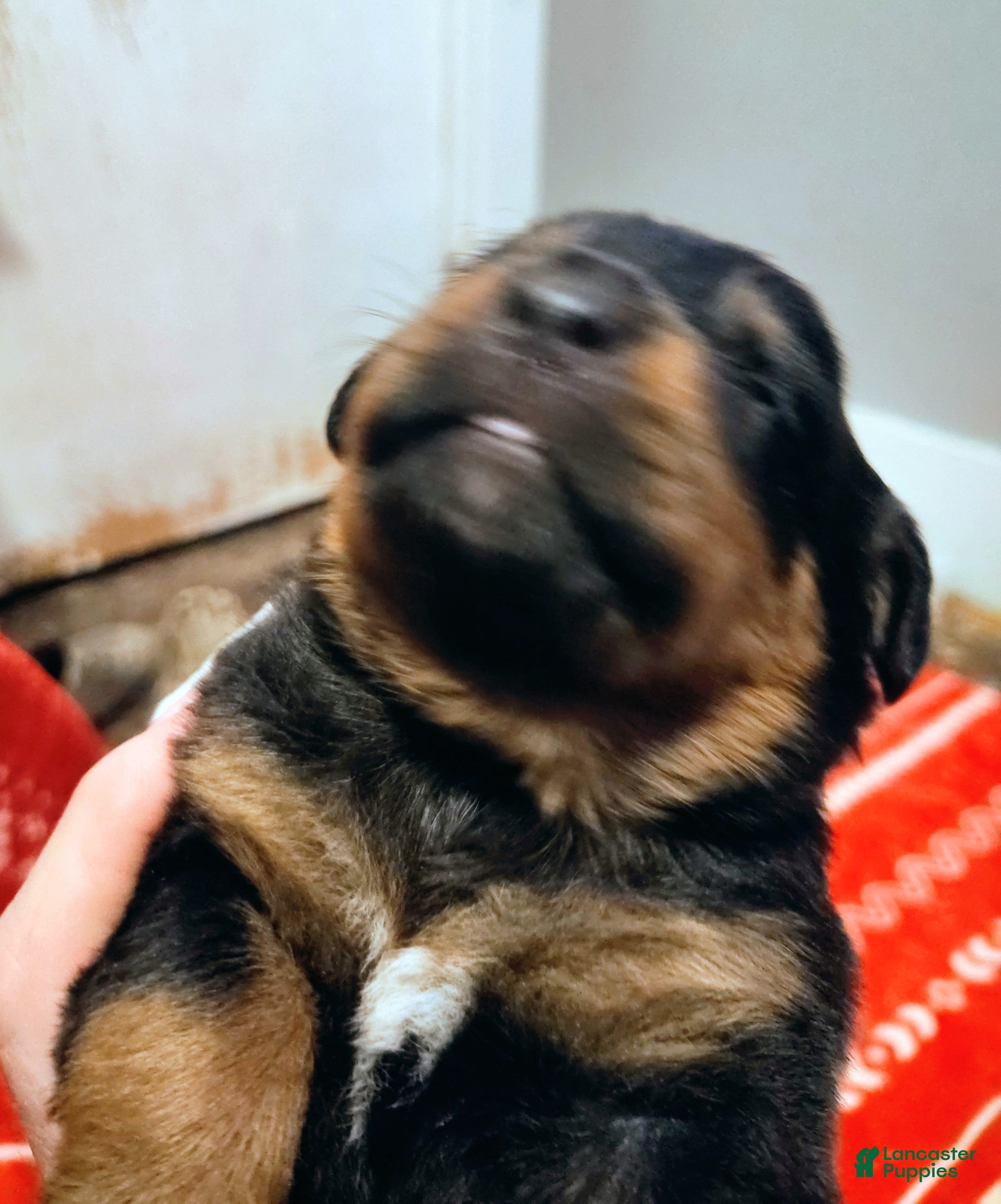 Rottweiler dogs Rottweiler Puppy 1 - Ad 2