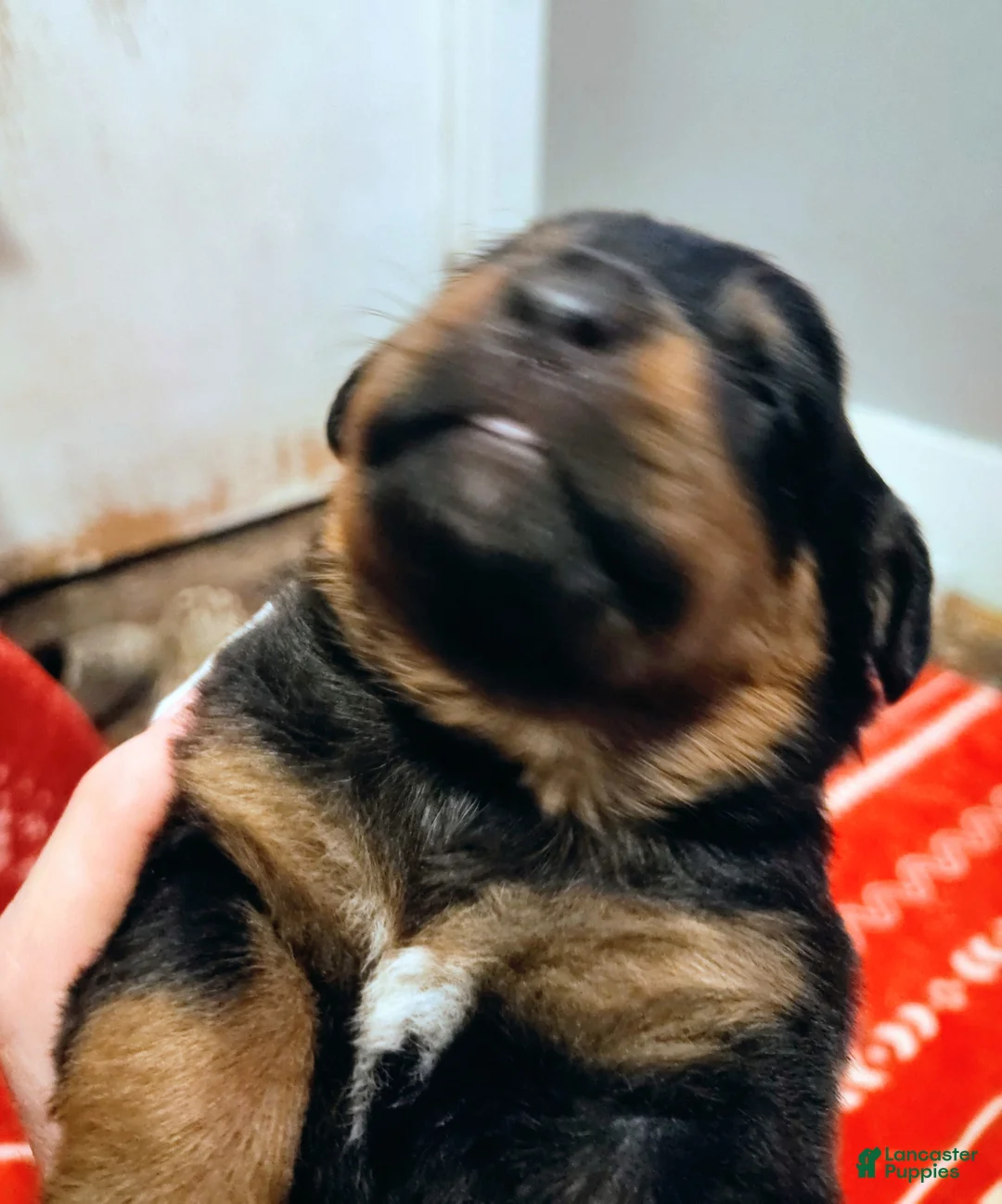 Rottweiler dogs for sale: Rottweiler Puppy 1 - Ad 2