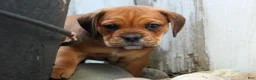 Beabull dogs for sale: Arthur - Ad 18