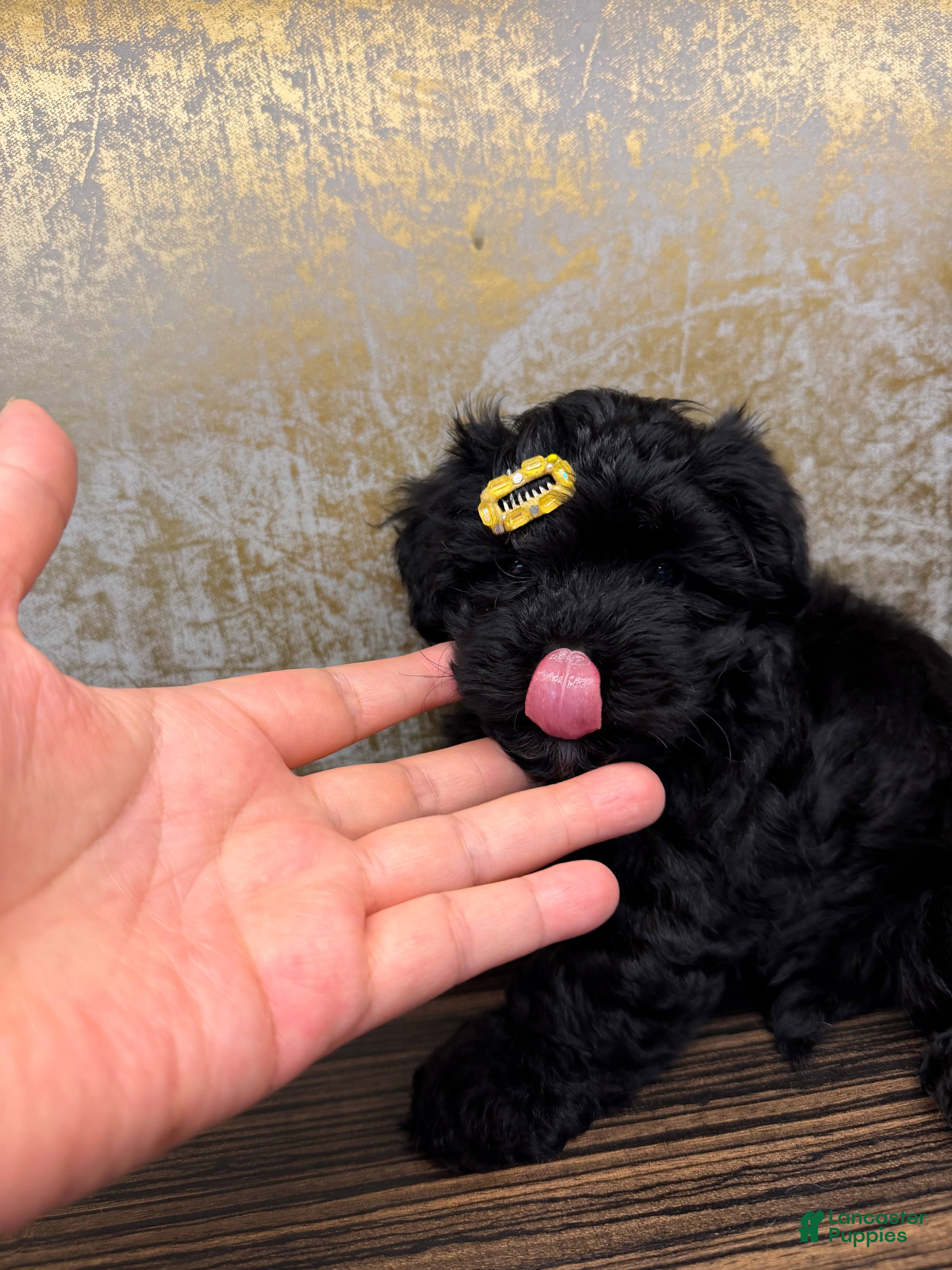 Yorkiepoo dogs Yorkiepoo 2 - Ad 1