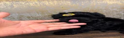 Yorkiepoo dogs for sale: Yorkiepoo 2 - Ad 1