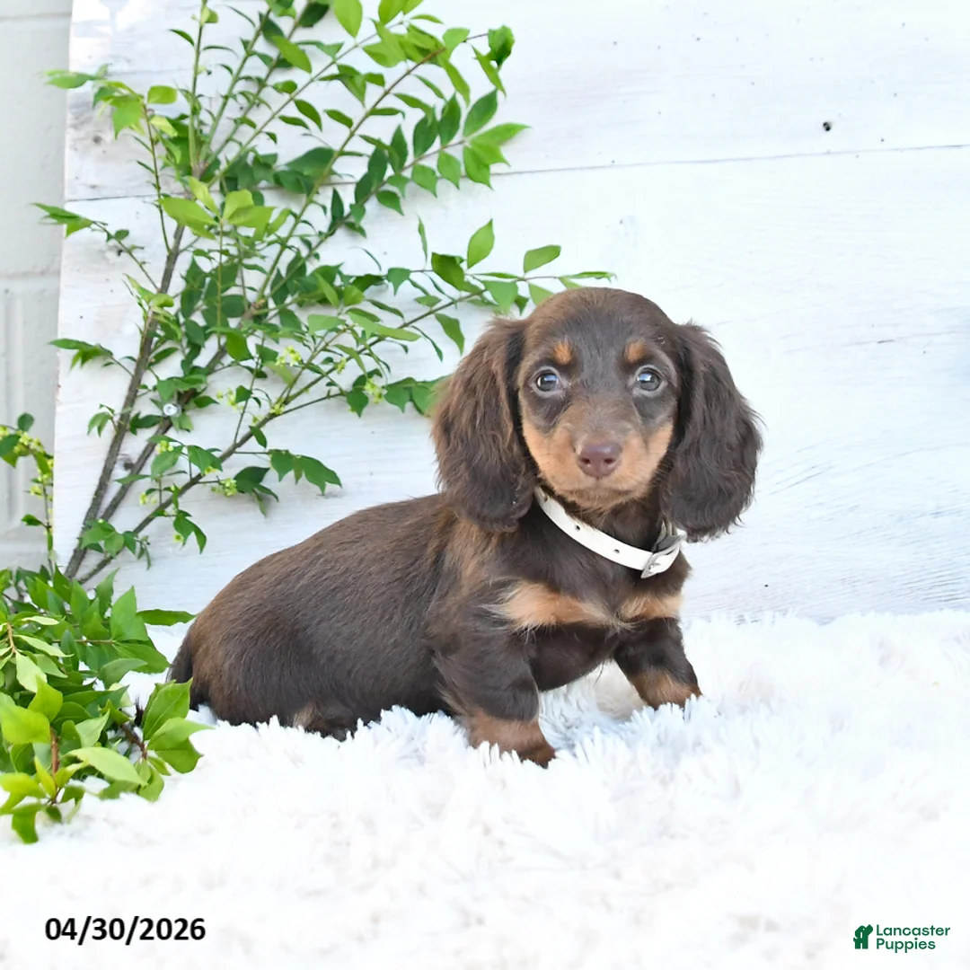 Miniature Dachshund dogs for sale: Megan - Ad 1