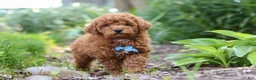Miniature Poodle dogs for sale: Apollo - Ad 7
