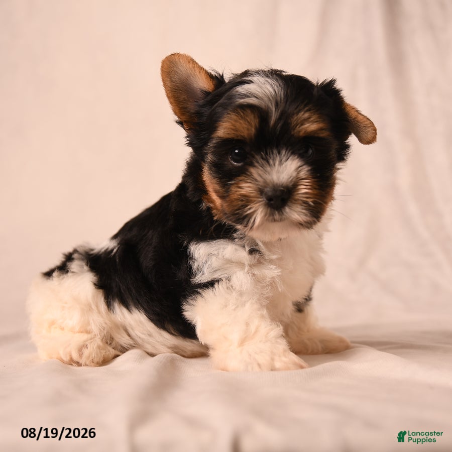 Biewer Terrier dogs Charlotte - Ad 1