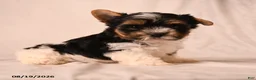 Biewer Terrier dogs for sale: Charlotte - Ad 1