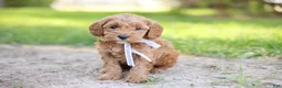 Goldendoodle dogs for sale: Tucker - Ad 4