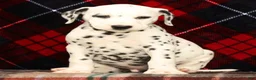 Dalmatian dogs for sale: Riley - Ad 5