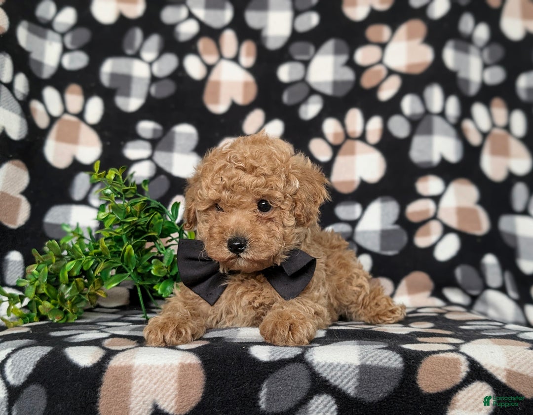 Toy Poodle dogs for sale: Walcott - Ad 6
