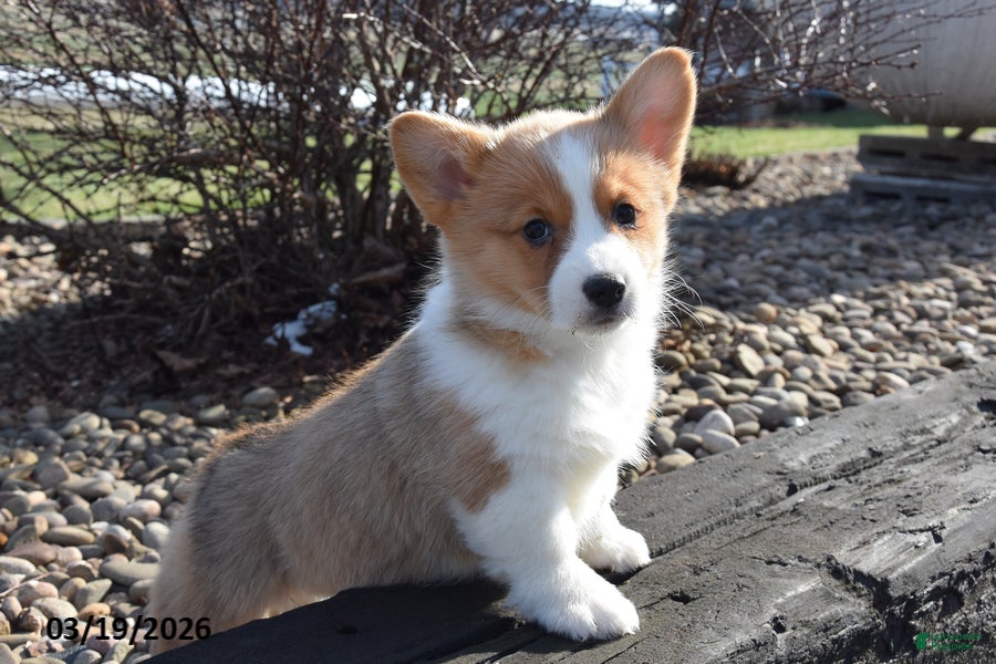 Welsh Corgi Pembroke dogs Elizabeth - Ad 1