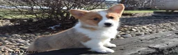 Welsh Corgi Pembroke dogs for sale: Elizabeth - Ad 1