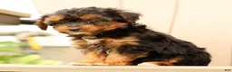 Morkie dogs for sale: Dana - Ad 8