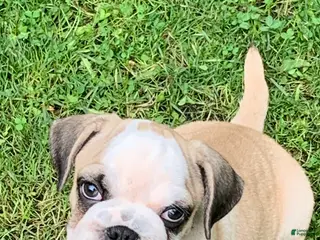 Frug dogs Coon - Ad 35