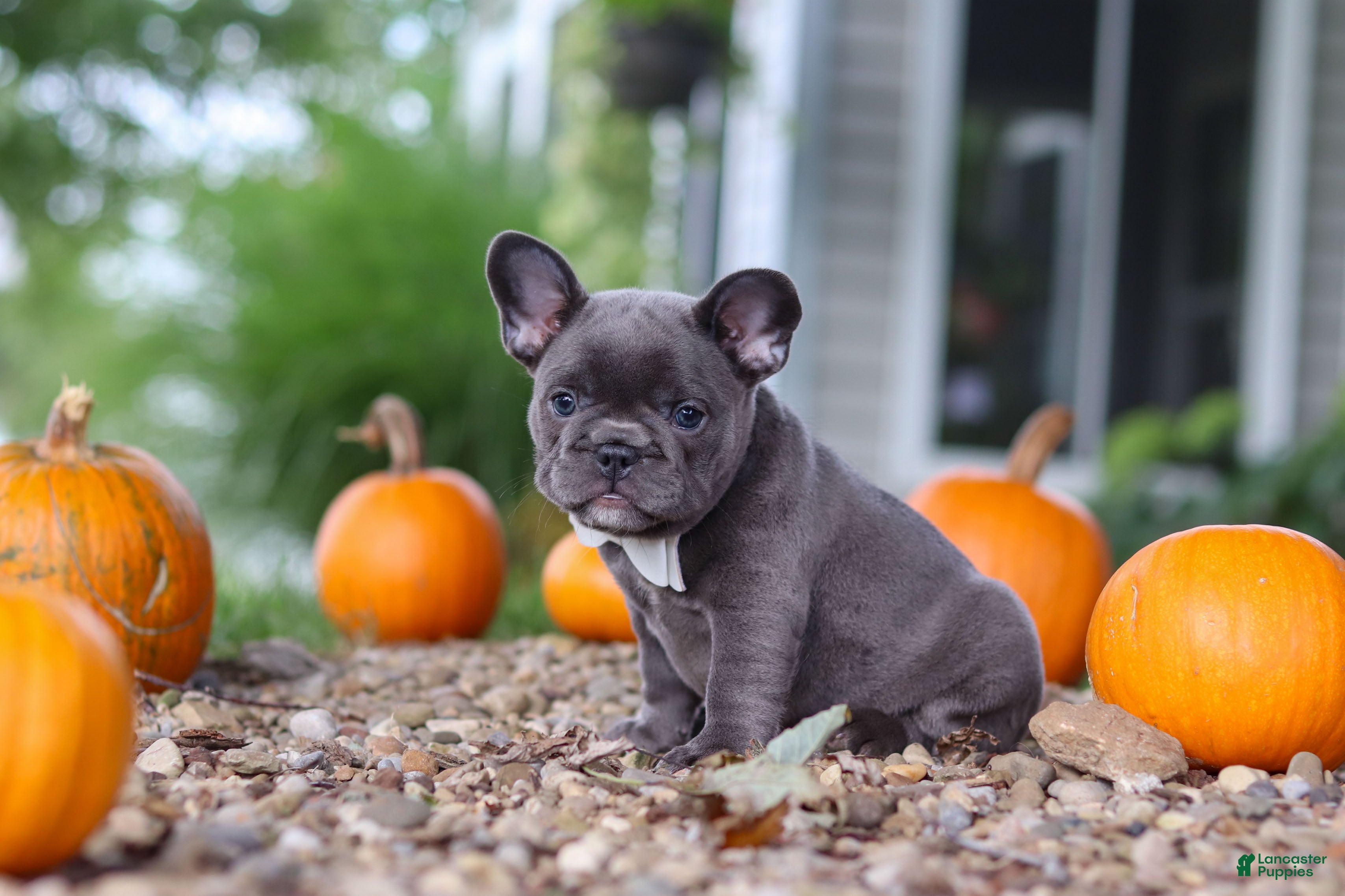 French Bulldog dogs Haven - Ad 2