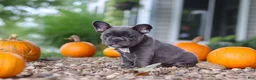 French Bulldog dogs for sale: Haven - Ad 2