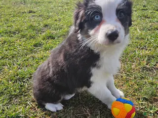 Australian Shepherd dogs Cash - Ad 26