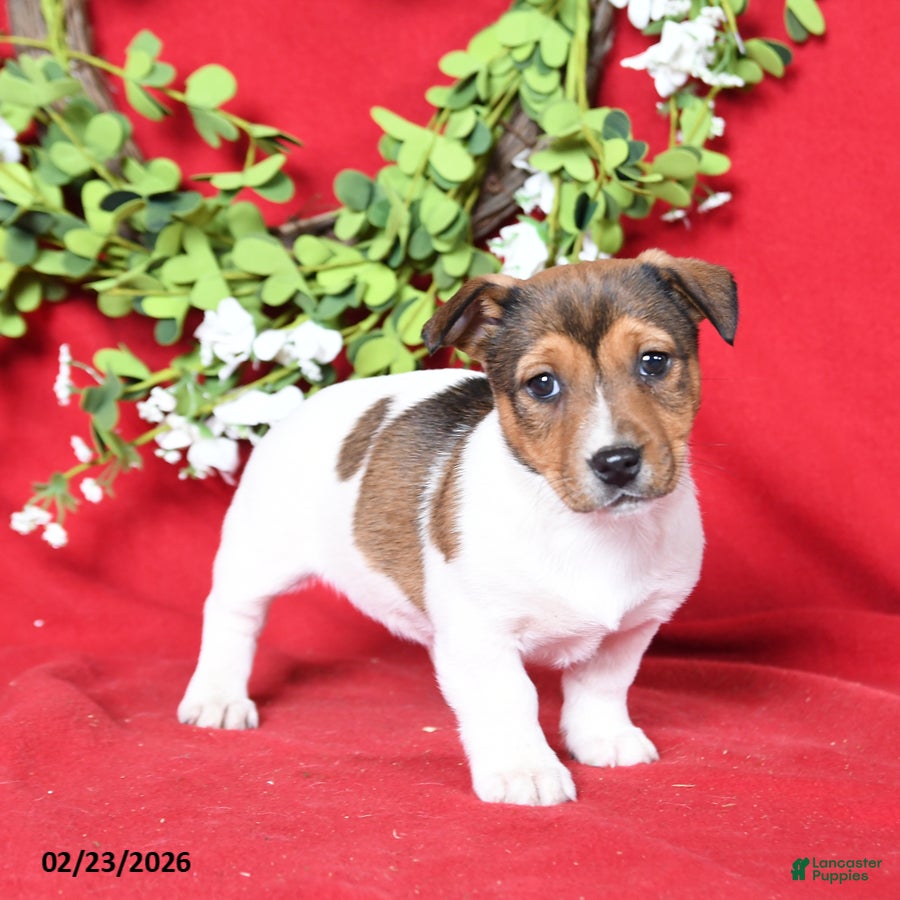 Jack Russell Terrier dogs Maisie - Ad 1