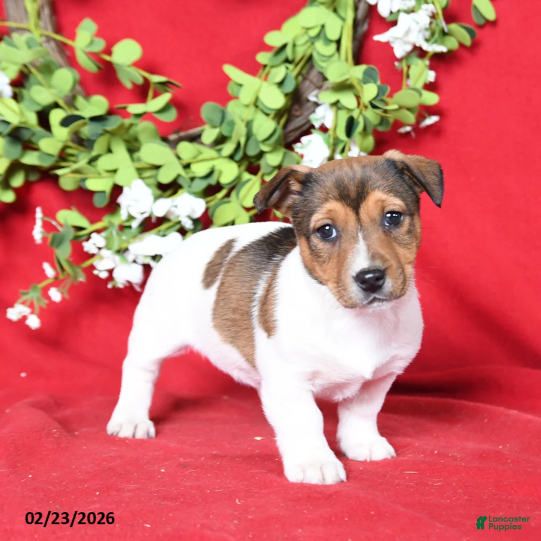 Jack Russell Terrier dogs for sale: Maisie - Ad 1