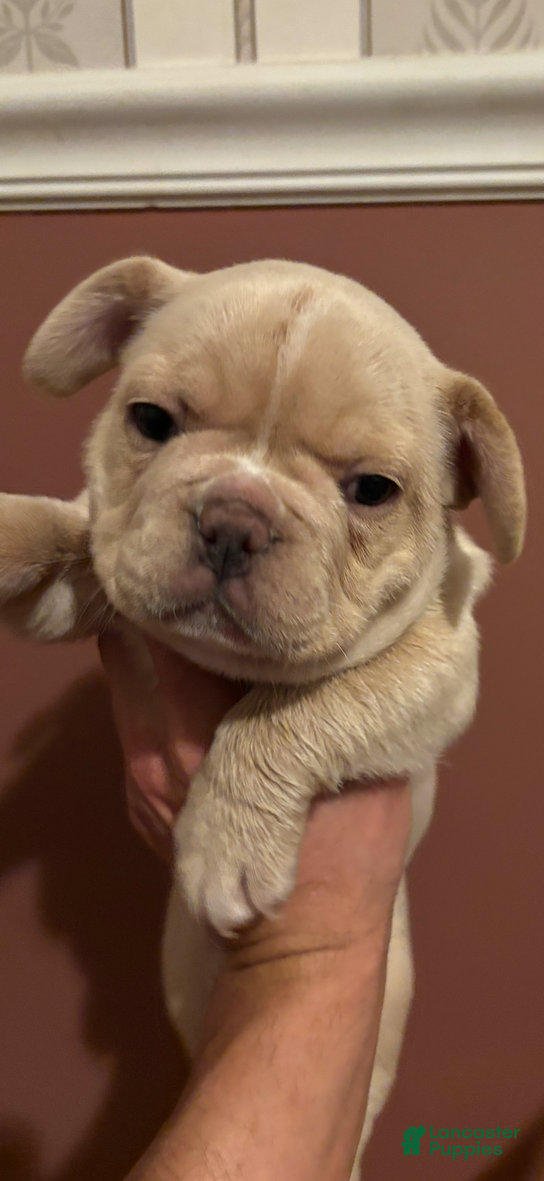French Bulldog dogs for sale: Dozer  - Ad 1