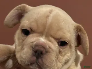 French Bulldog dogs Dozer - Ad 37