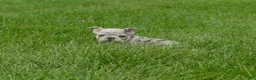 Frenchton dogs for sale: Autumn  - Ad 3