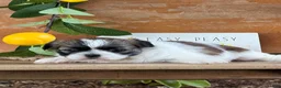 Shih Tzu dogs for sale: Queenie Shih Tzu  - Ad 11
