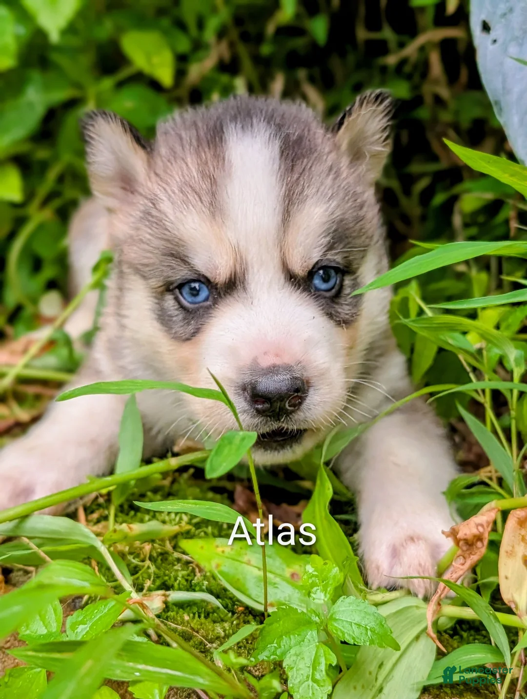 Siberian Husky dogs for sale: Siberian Husky 3 - Ad 1