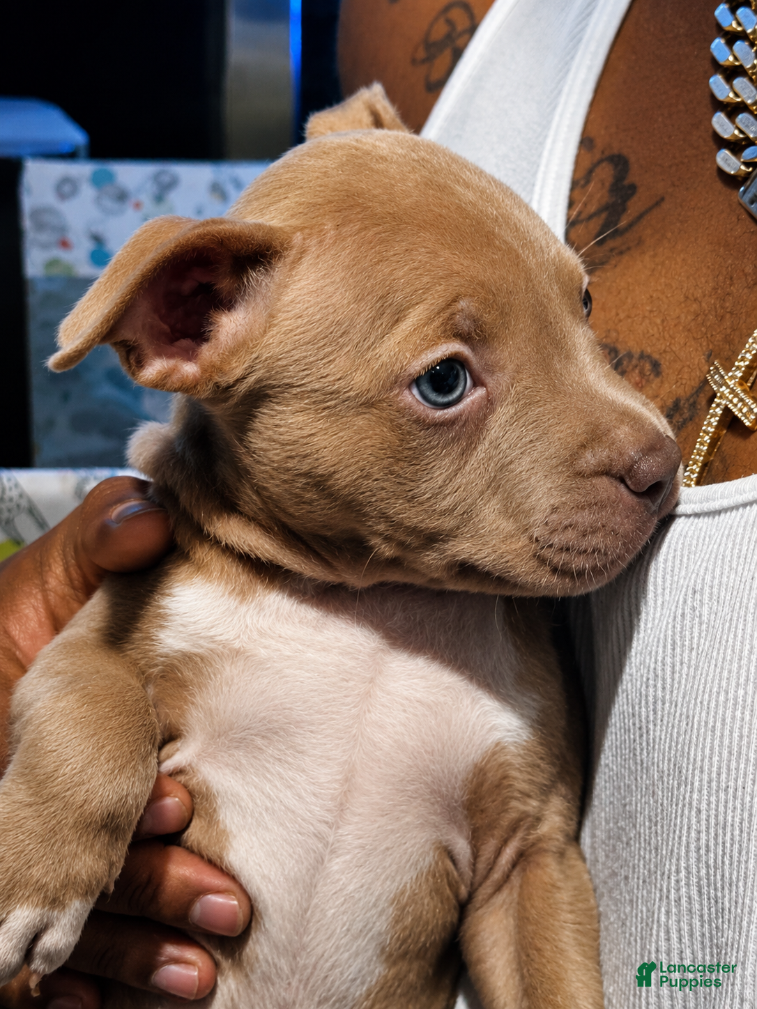 American Pit Bull Terrier dogs American Bully  - Ad 2