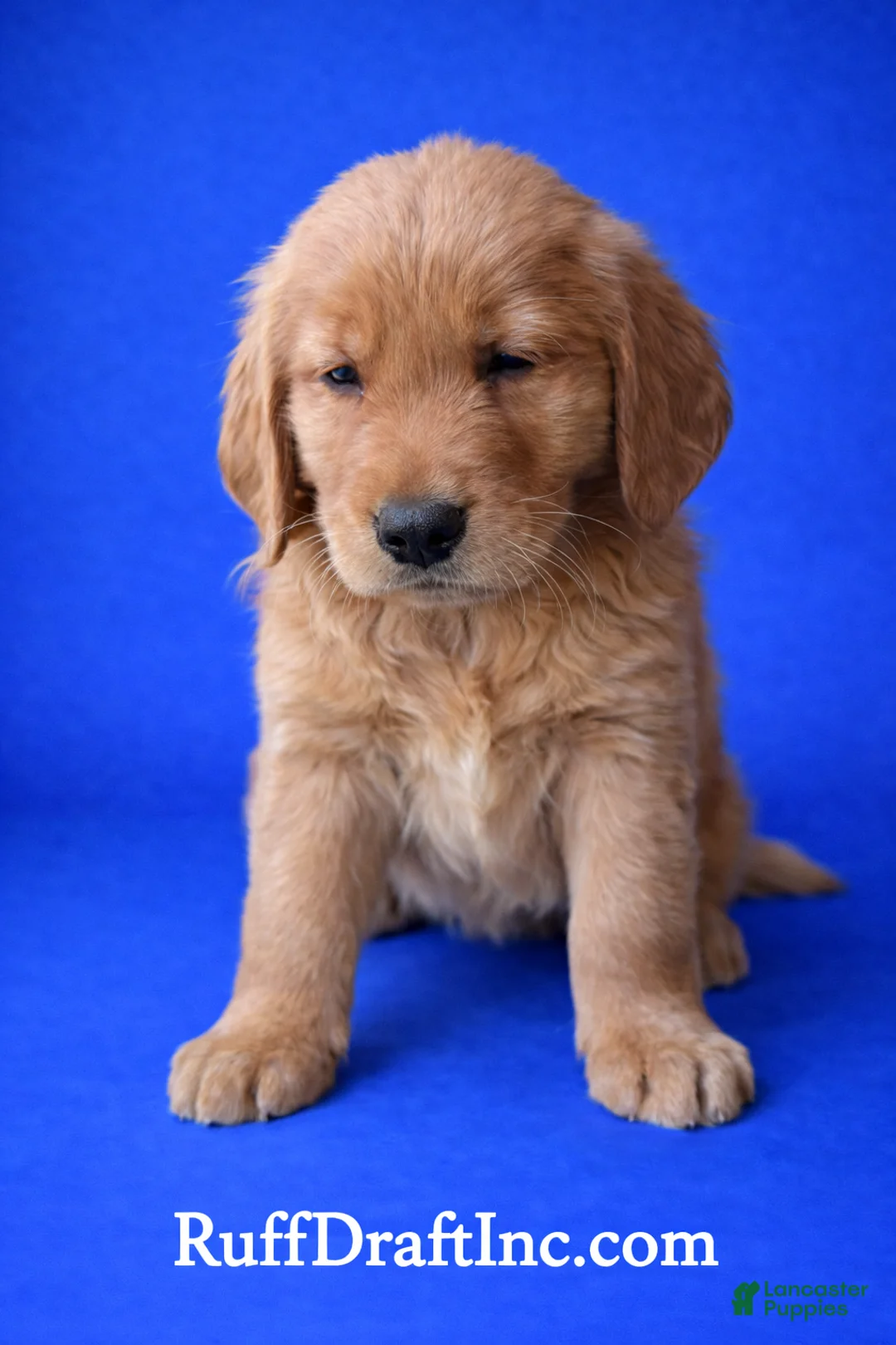 Golden Retriever dogs for sale: Dolly - Ad 1