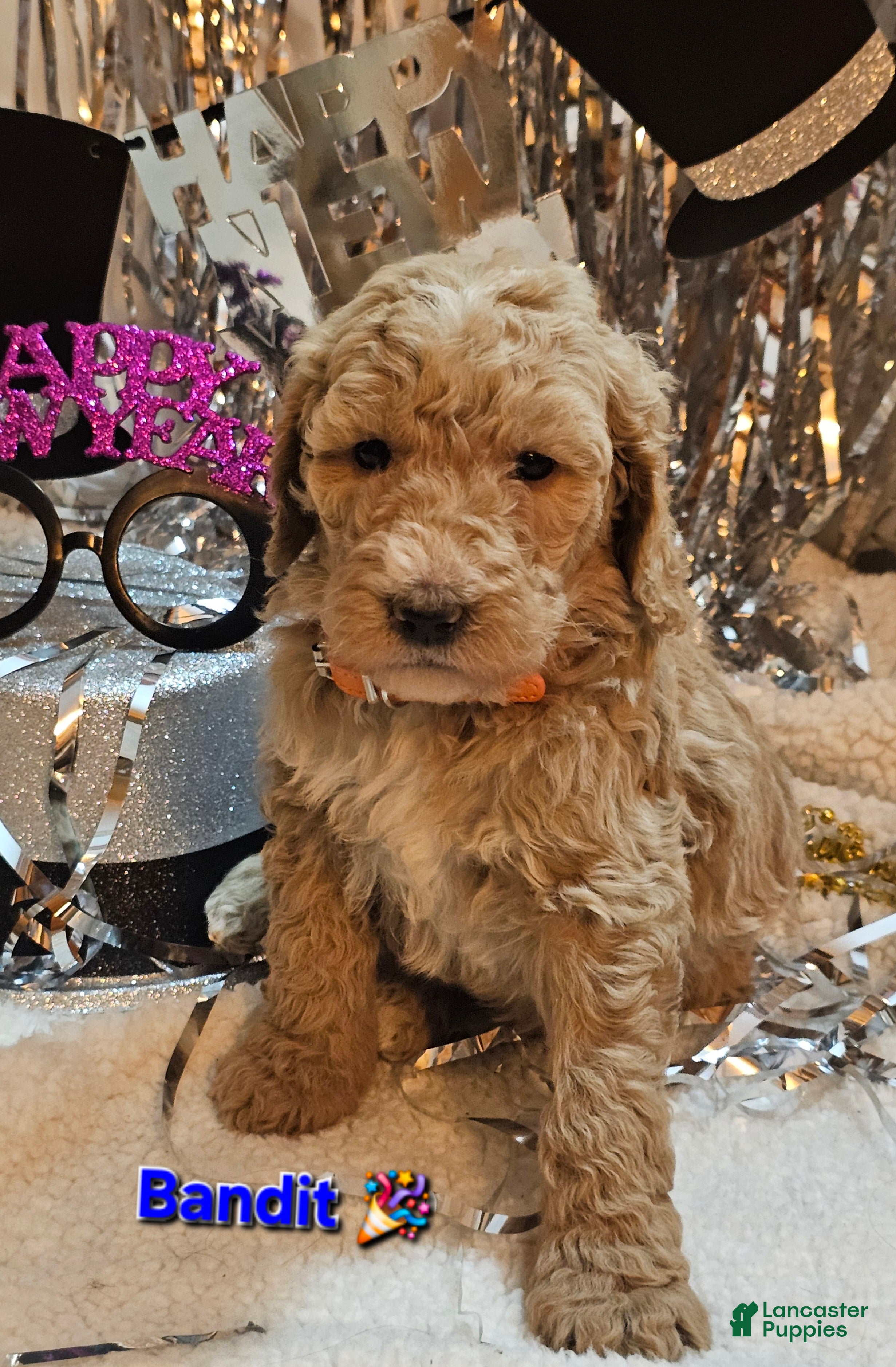 Goldendoodle dogs for sale: Bandit  - Ad 3