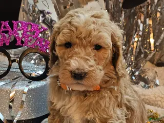 Goldendoodle dogs Bandit - Ad 3
