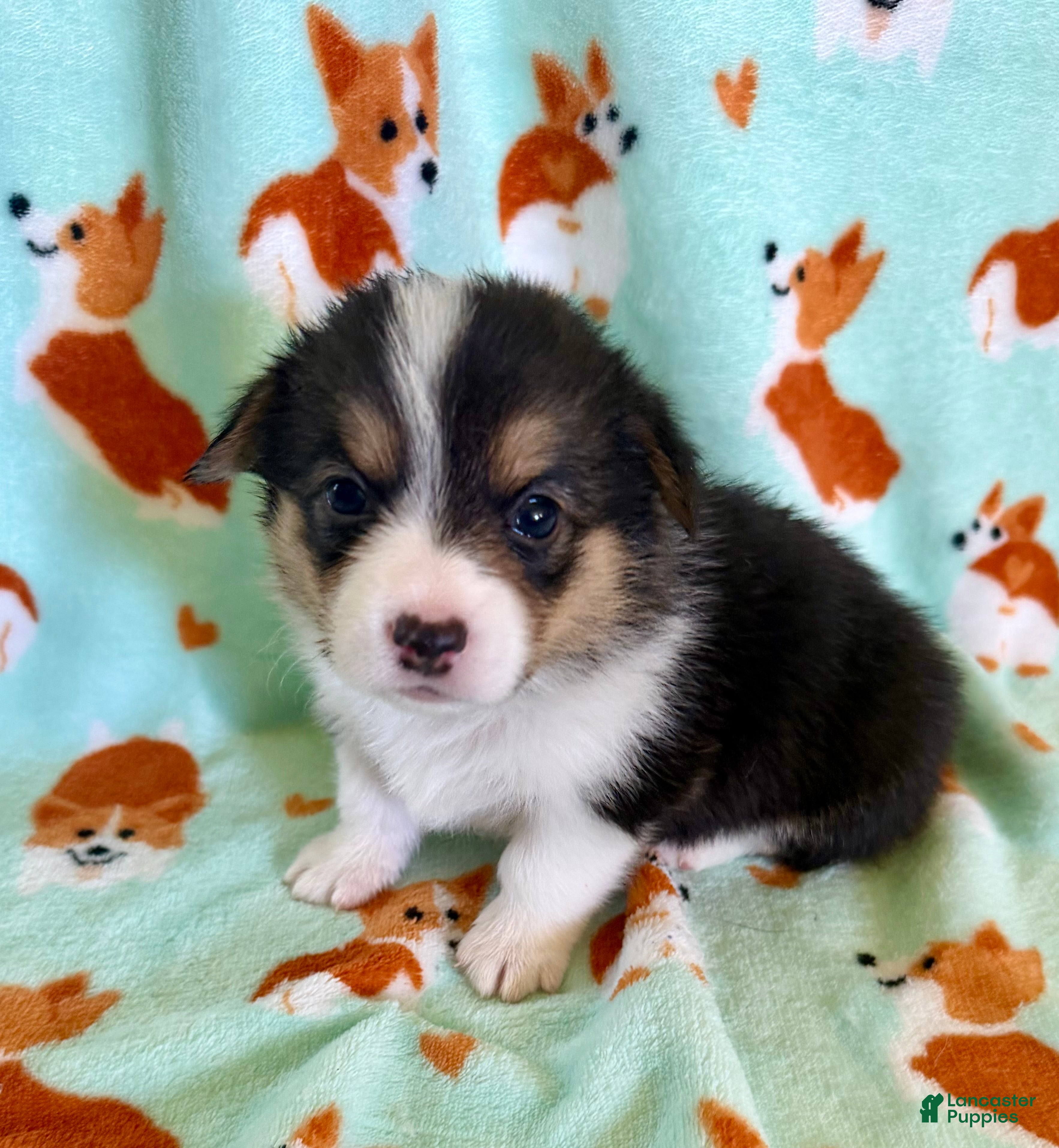 Welsh Corgi Pembroke dogs Mira - Ad 1
