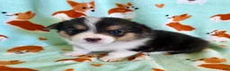 Welsh Corgi Pembroke dogs for sale: Mira - Ad 1