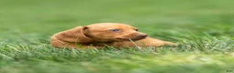 Miniature Dachshund dogs for sale: Mylan Miniature Dachshund  - Ad 6